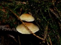 Grünblättriger Schwefelkopf